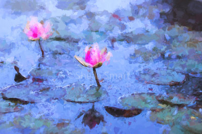 Water lilies in Monet's Garden. 