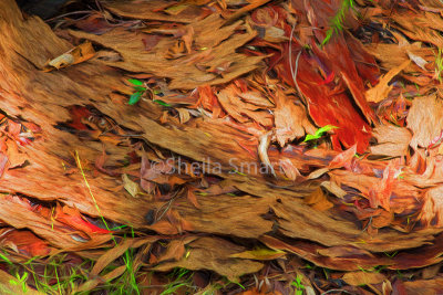 Gum forest floor 