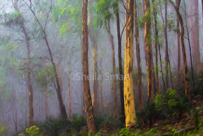 Mist in eucalyptus forest 