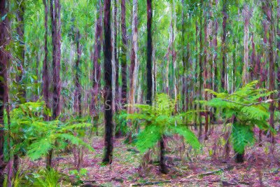 Three tree ferns in Australian bushland