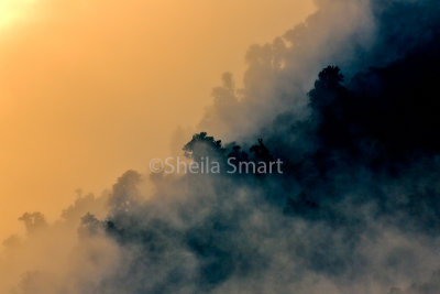 Mist at Lake Matheson