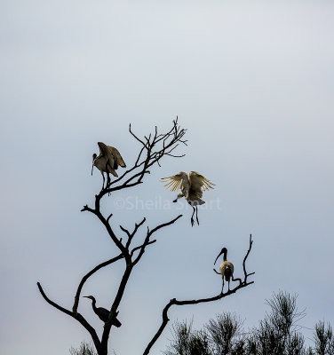 Spoonbill landing in tree with other sea birds