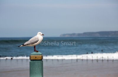 Gull on post in Newcastle, NSW