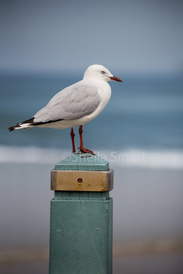Silver gull on post
