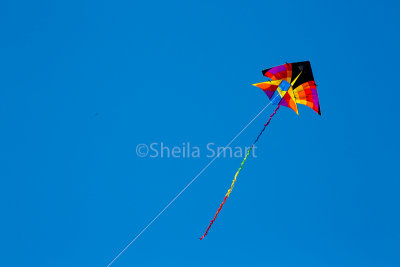 Kite  at Palm Beach
