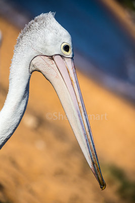 Close up of white pelican 