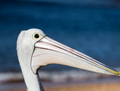 Australian white pelican profile