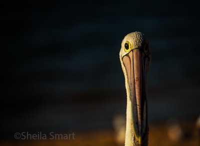 Sidelit pelican 