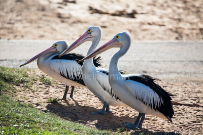 Three pelicans waiting for a meal