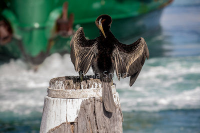 Australian darter with Manly ferry backdrop 