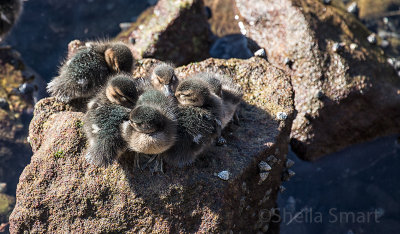 Ducklings on rock 
