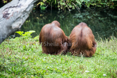 Backs of orang utans 