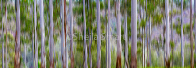 Australian gum trees abstract