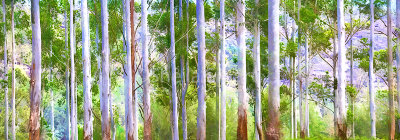 Australian gum trees - painterly version