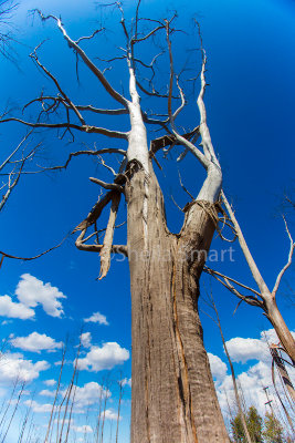 Dead gum tree