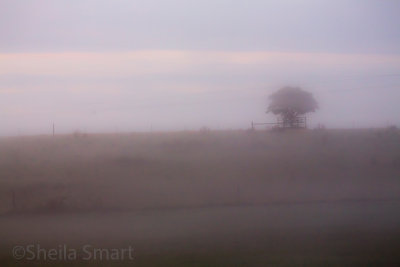 Tree in mist at Berry 