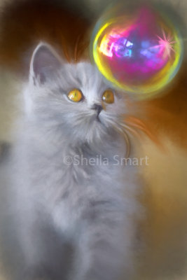 British blue kitten watches bubble