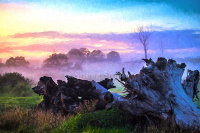 Morning mist at Berry with dead tree in foreground