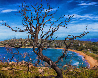 Dead tree with Pittwater backdrop