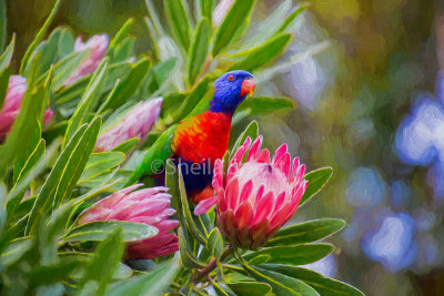 Rainbow lorikeet in protea 