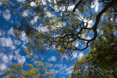 Trees and sky in Australian bush