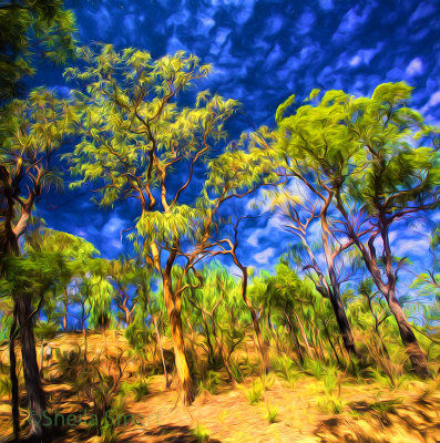 Bushland panorama