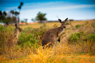 Two wallabies in Mungo National Park