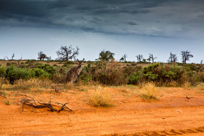 Wallaby in Mungo National park