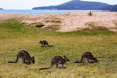 Kangaroos at Pebbly Beach 