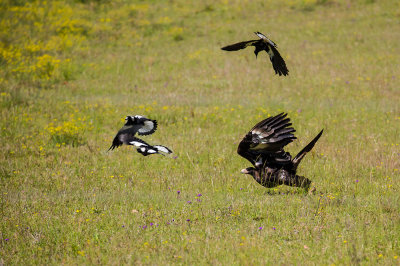 Wedgetail eagle being seen off by Australian magpies