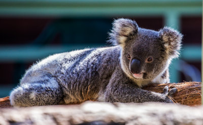 Koala lying down 