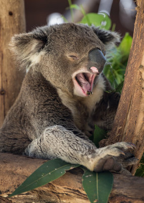 Koala yawning 