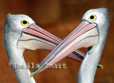 Duelling pelicans