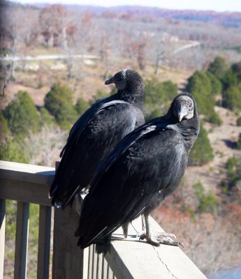 Turkey Vultures  (turkey buzzard).jpg