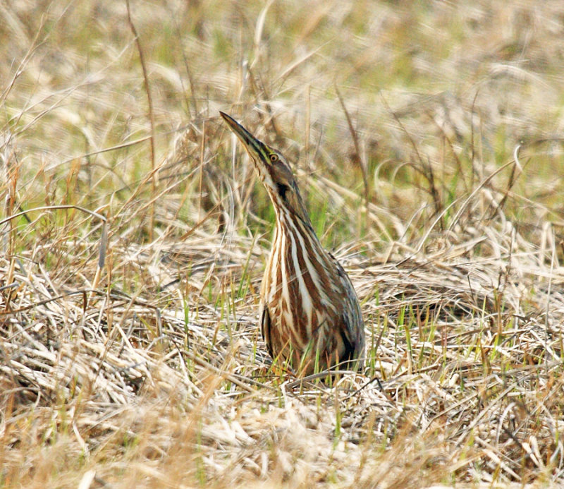 American Bittern - Botaurus lentiginosus