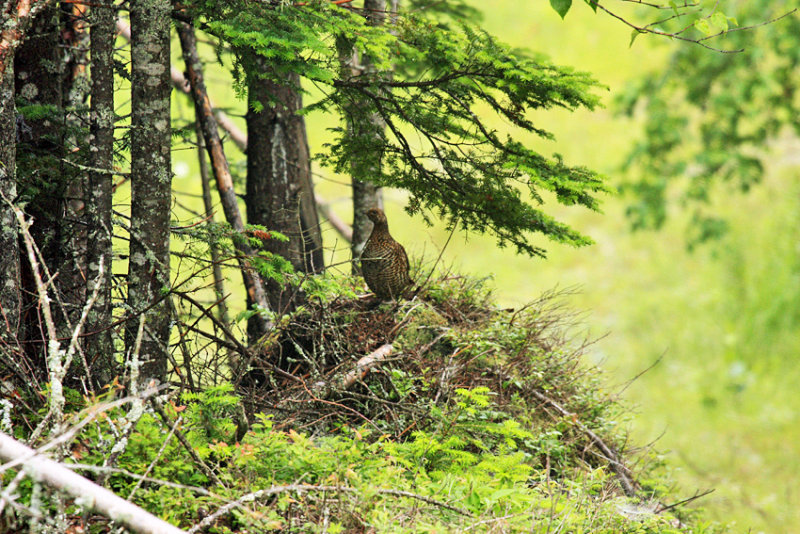 Spruce Grouse - Falcipennis canadensis