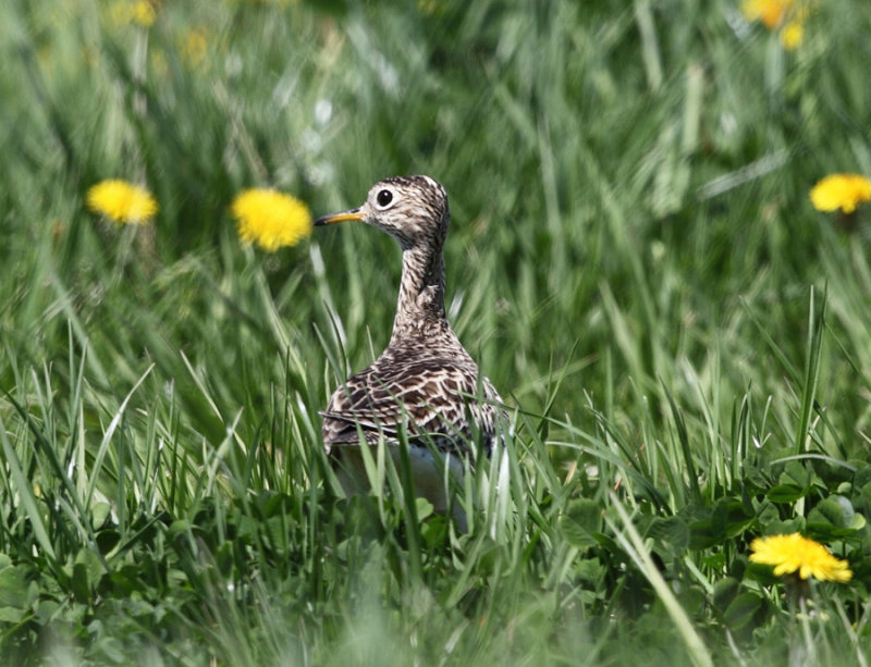 Upland Sandpiper - Bartramia longicauda