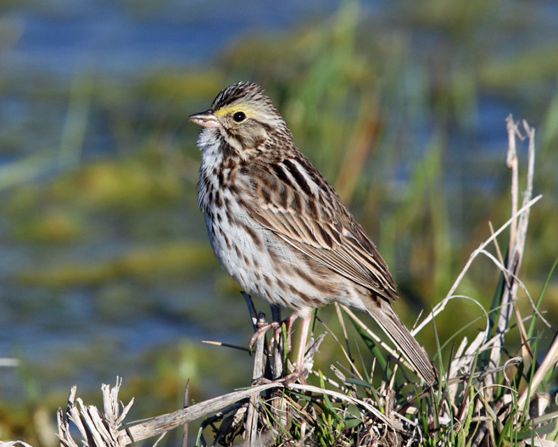 Savannah Sparrow - Passerculus sandwichensis