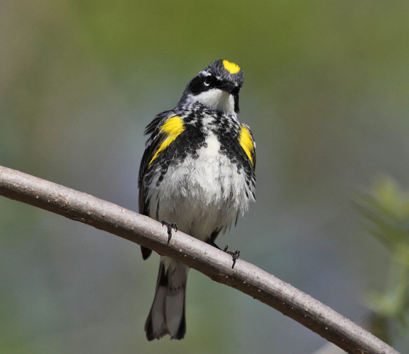Yellow-rumped Warbler - Setophaga coronata 