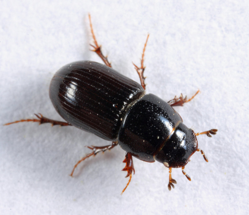 Aphodius granarius