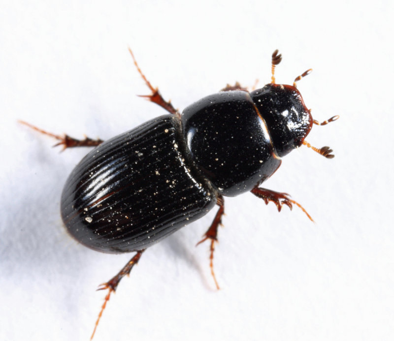 Calamosternus granarius