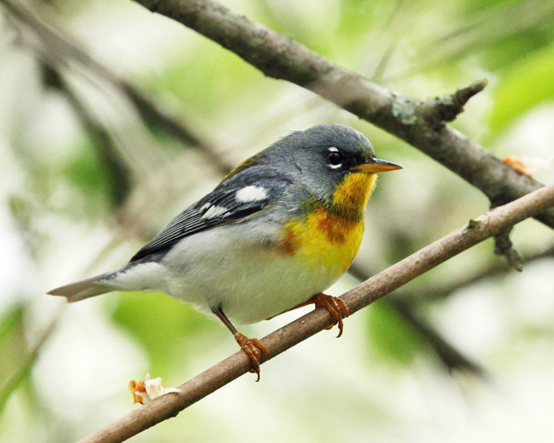 Northern Parula - Setophaga americana