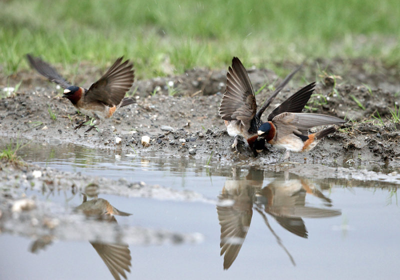 Cliff Swallow - Petrochelidon pyrrhonota