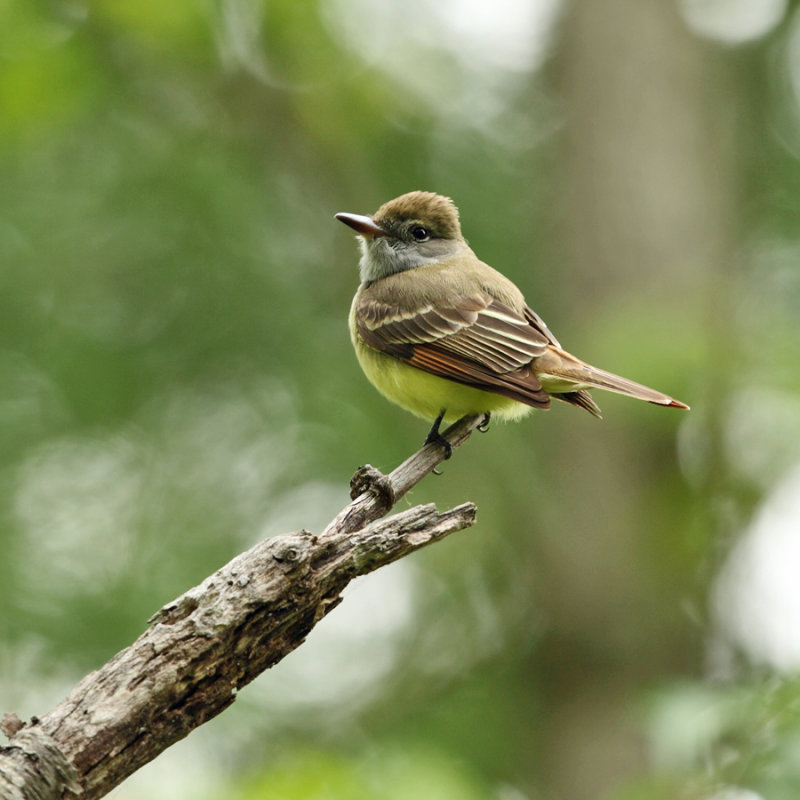 Great Crested Flycatcher - Myiarchus crinitus