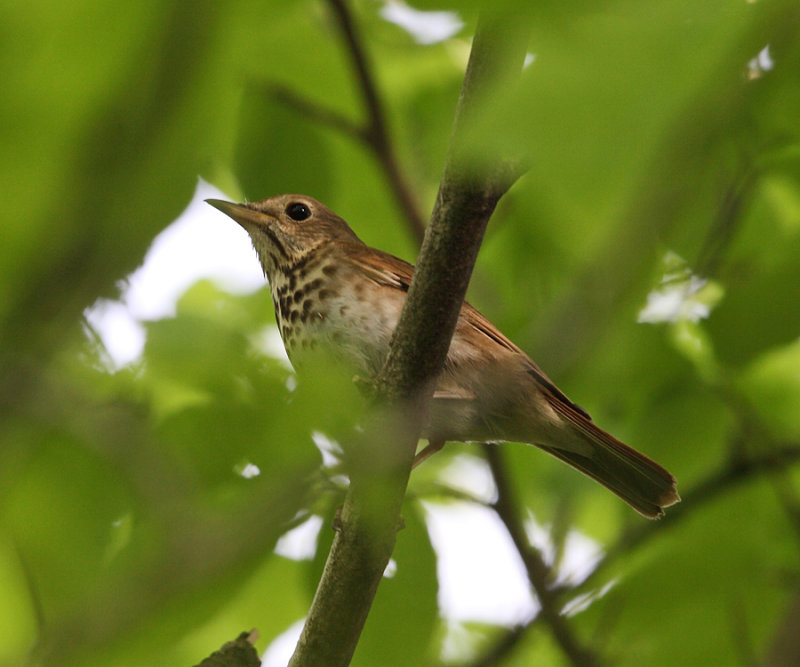 Swainsons Thrush - Catharus ustulatus