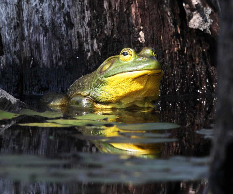 American Bullfrog - Lithobates catesbeianus