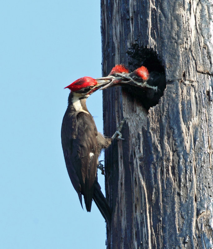 Pileated Woodpecker - Dryocopus pileatus (male feeding young)