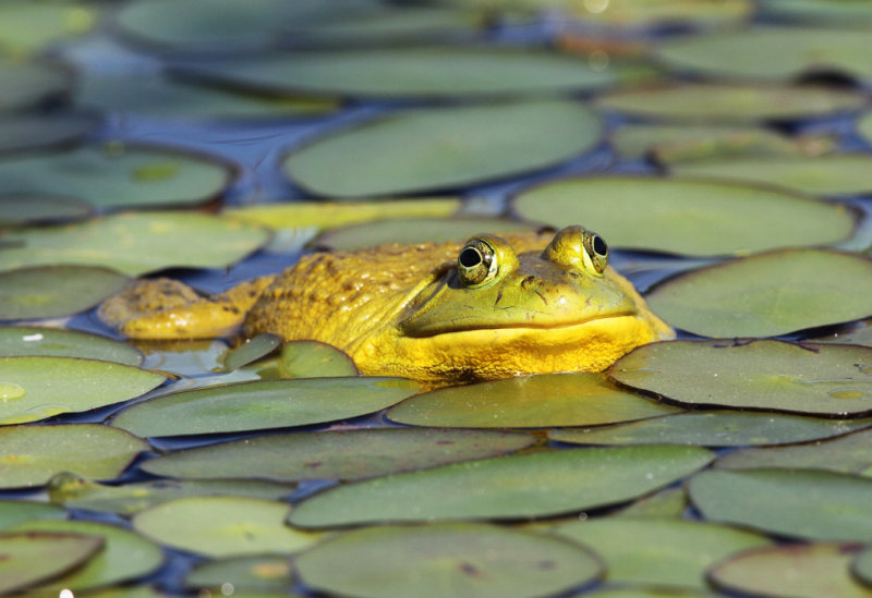 American Bullfrog - Lithobates catesbeianus