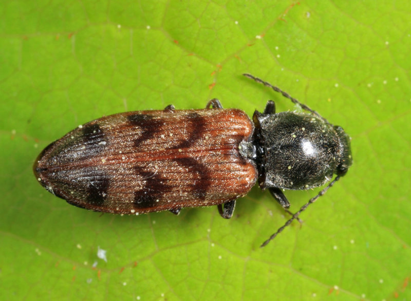 Three-spotted Click Beetle - Pseudanostirus triundulatus