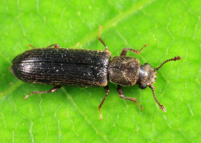 Southern Lyctus Beetle - Lyctus planicollis